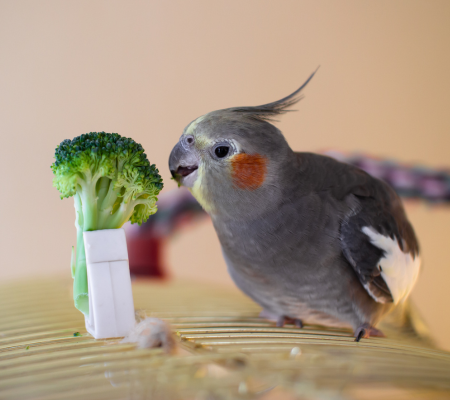 ZuPreem-Blog-Header-Image-q9qv8mw8qm0dfmw55jn3plr4xdb9x5j4n63lit3rq8