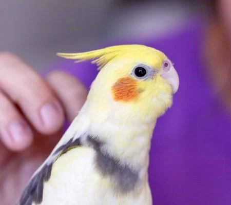 cute-cockatiel-parrot-in-the-hands-of-the-owner-2021-09-01-16-14-54-utc-scaled-pmqyvnyfr6t00ar99hpps23qa3necbqdr8hrf73lsw