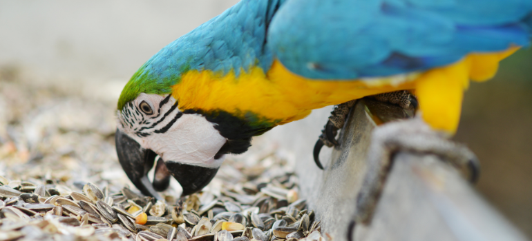 Blue and yellow macaw eating seeds