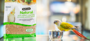 Yellow and red bird perched on food bowl