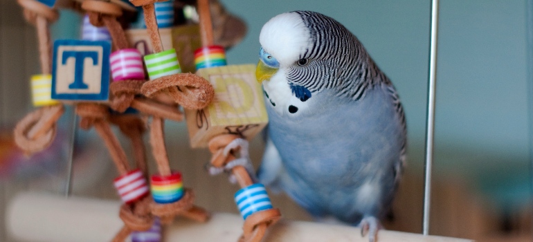 Blue budgie playing with enrichment toy