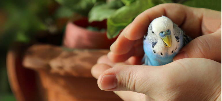 Blue and white budgie being held