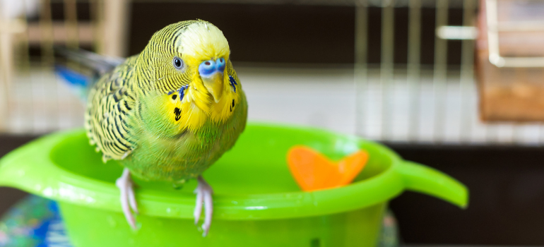 Green and yellow budgie bathing