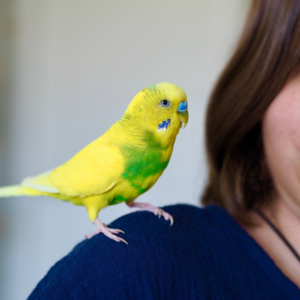 Yellow and green budgie on woman's shoulder