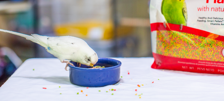 White budgie eating pellets from bowl