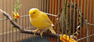 Yellow canary on perch in cage