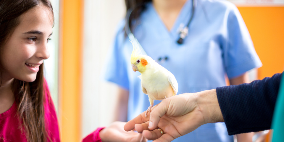 Young girl with pet cockatiel at veterinarian's office